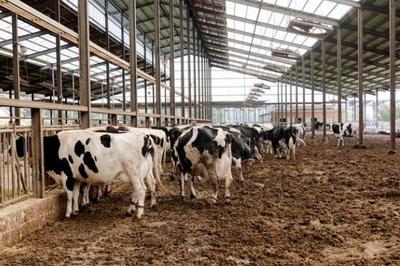 農業四大支柱 種植業、畜牧業、林業與漁業的協同發展與飼料供給