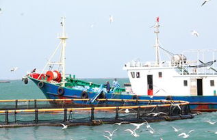 向海圖強 海南臨高如何以漁業(yè)傳統(tǒng)優(yōu)勢賦能海洋牧場與畜牧飼料新賽道