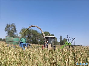 工作隊助力養(yǎng)殖戶制作青貯飼料 ——畜牧獸醫(yī)局駐牧業(yè)村精準(zhǔn)服務(wù)掠影